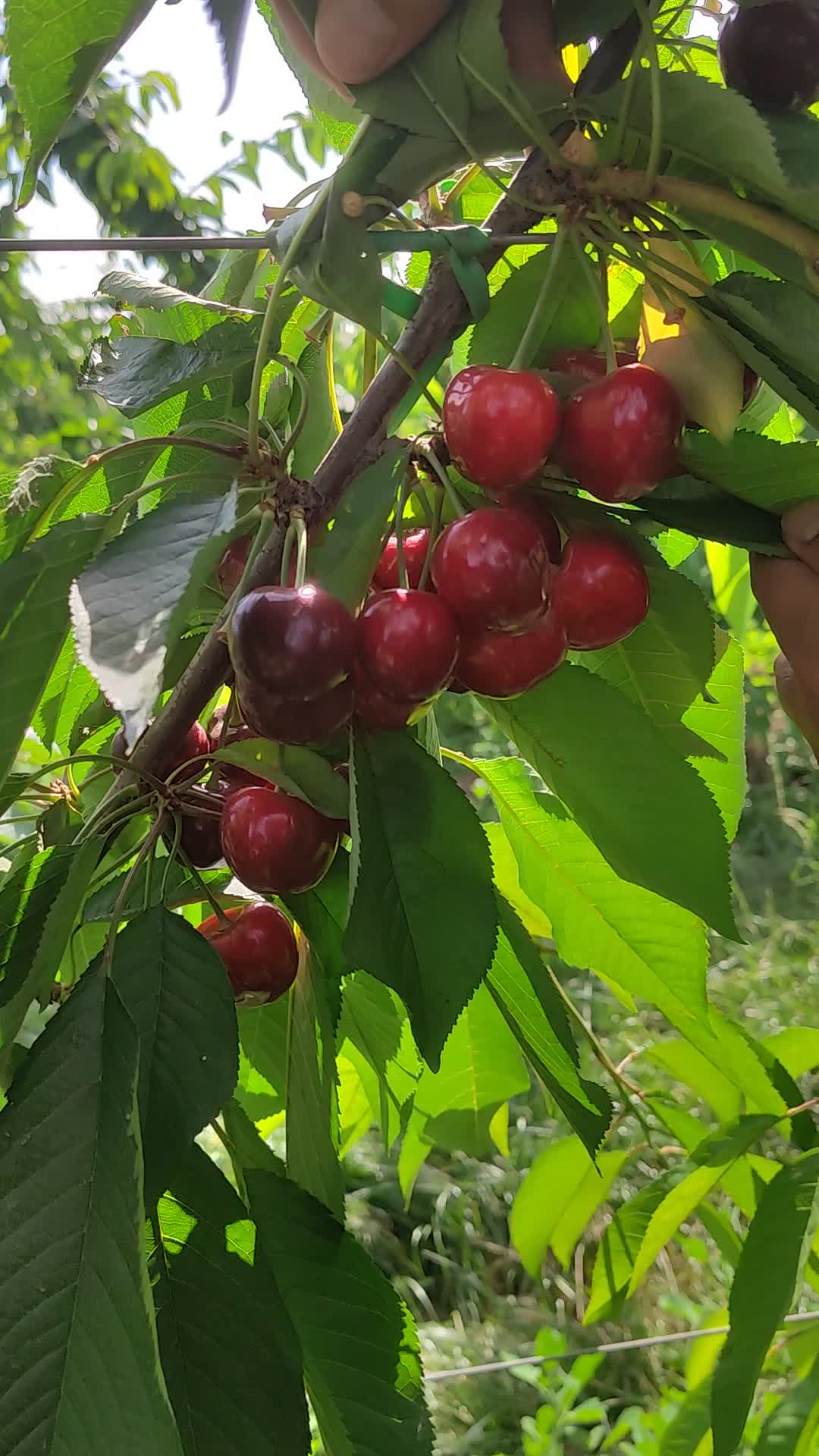 塔玛拉樱桃结果状 果实硕大硬度好 实地考察购苗