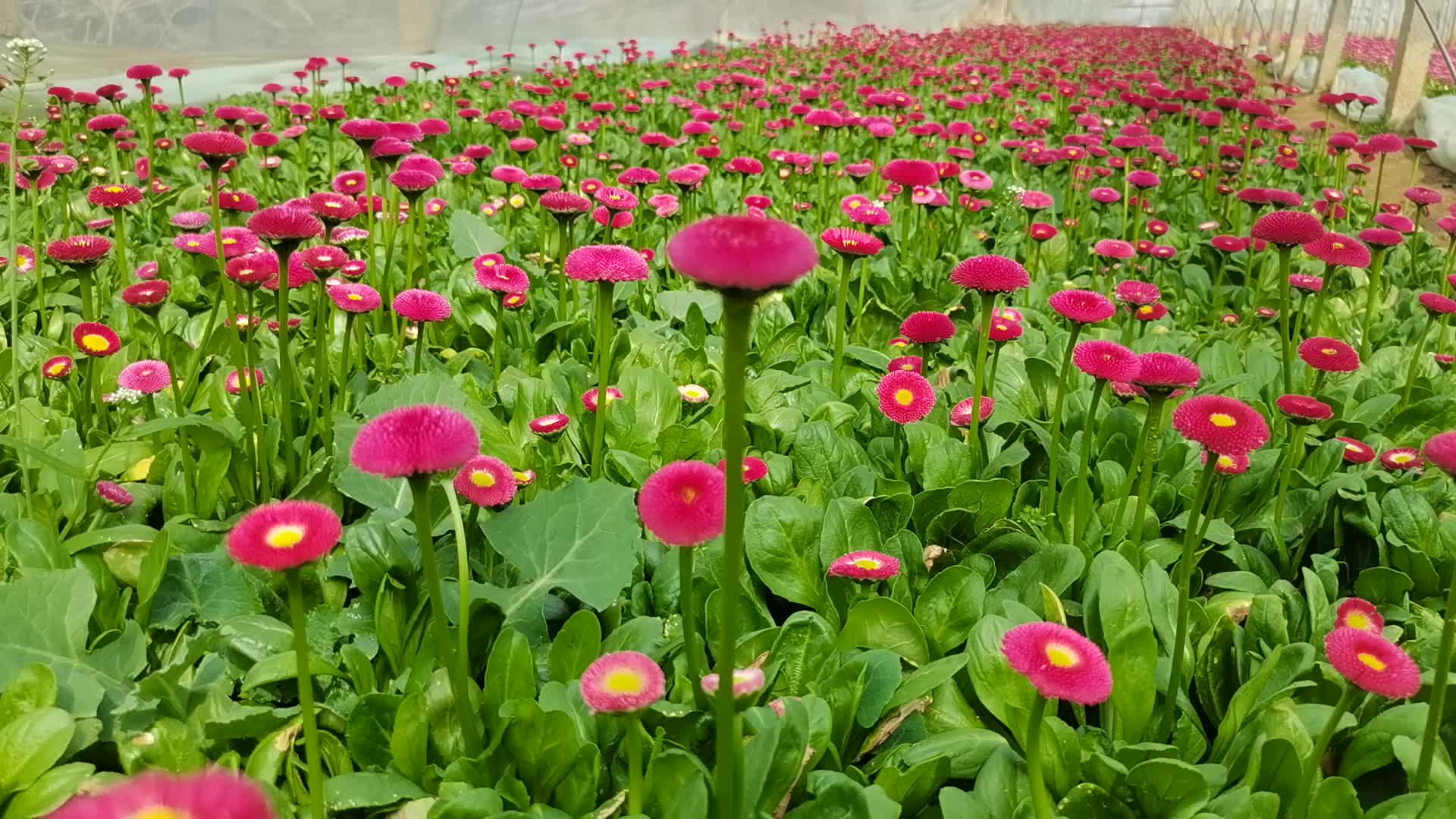 雏菊 春季花卉花期长 颜色鲜艳 工程花卉