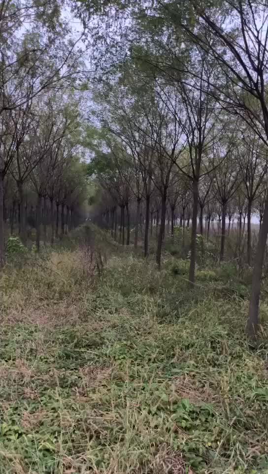 国槐  行道树 风景树 庭荫树 湿地绿化