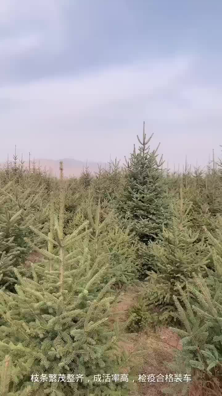 甘肃云杉高海拔地区种植批发