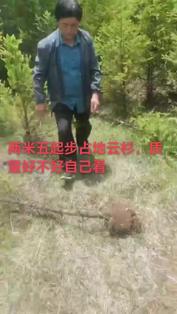 甘肃云杉占地树苗大量批发