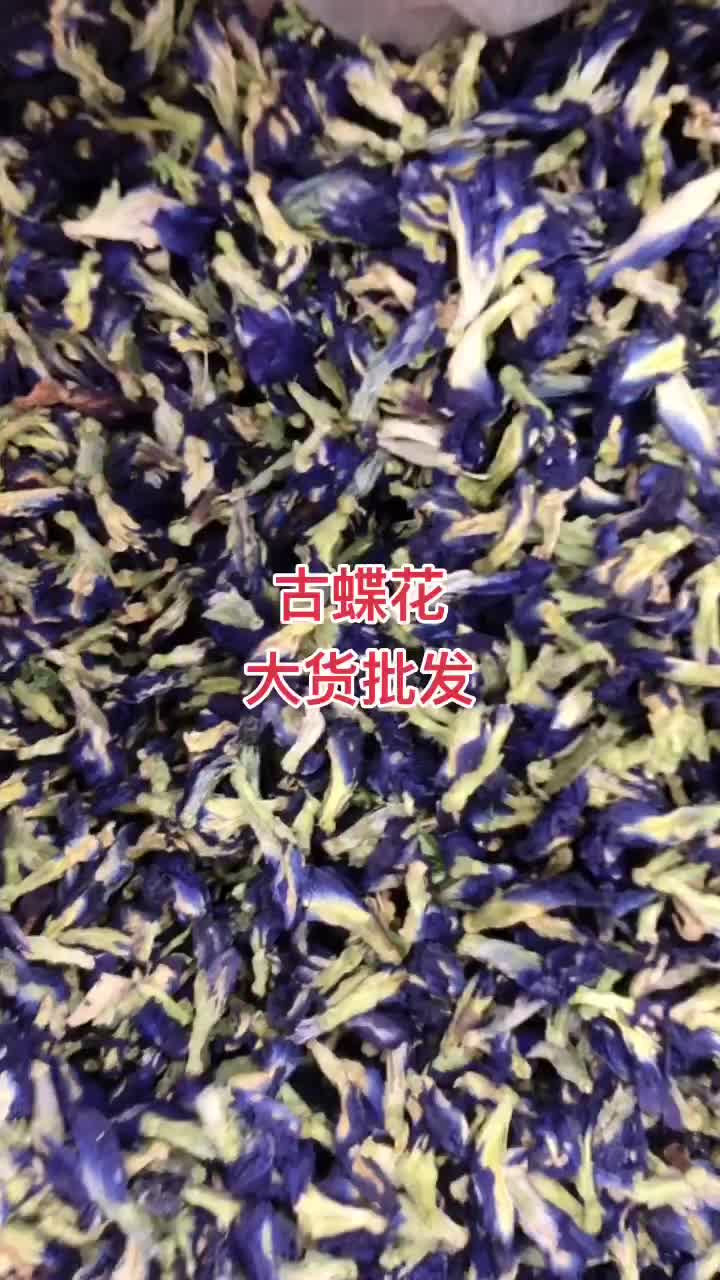 古蝶花 黎苗南古蝶花 蝶豆花 蓝蝶花