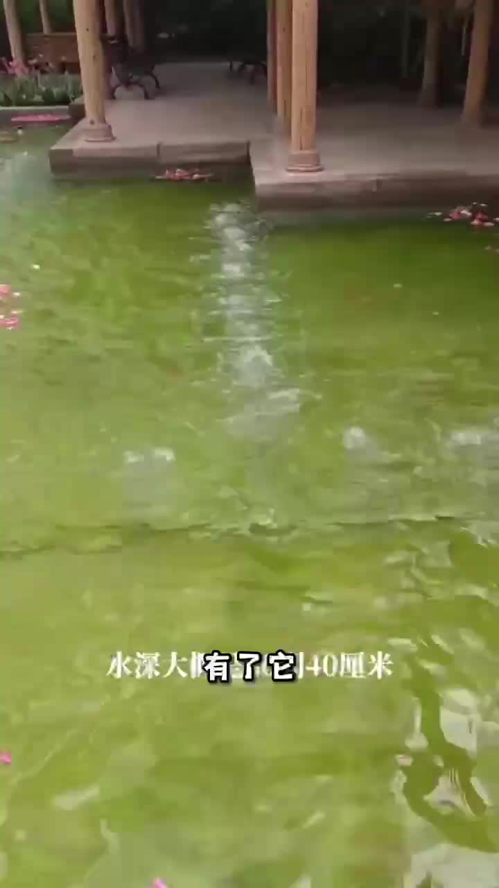 看西门子高压风机如何给鱼塘观景池增氧