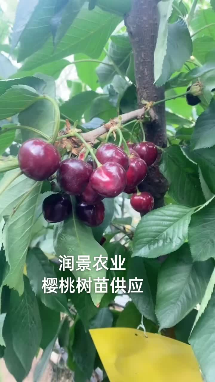 樱桃苗批发 矮化车厘子樱桃树苗 吉塞拉6号樱桃苗