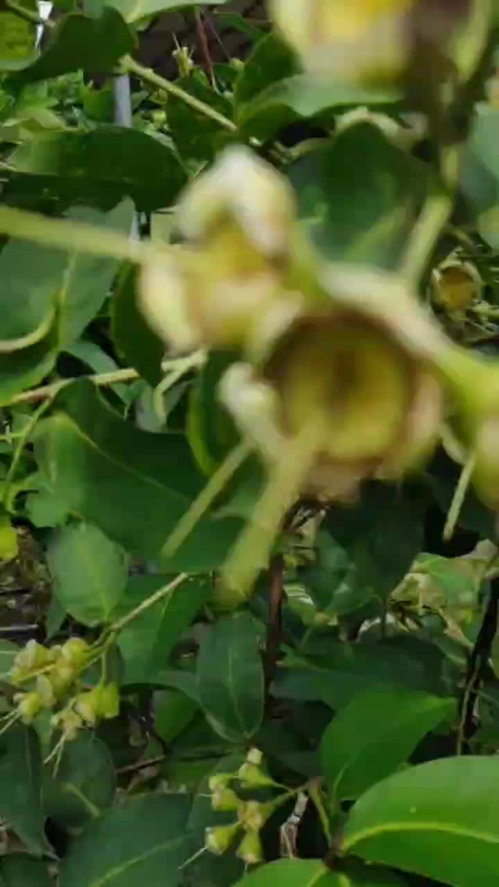 这是黑糖芭比莲雾开花莲雾开花挂果水果莲雾丰产种哪种莲雾好