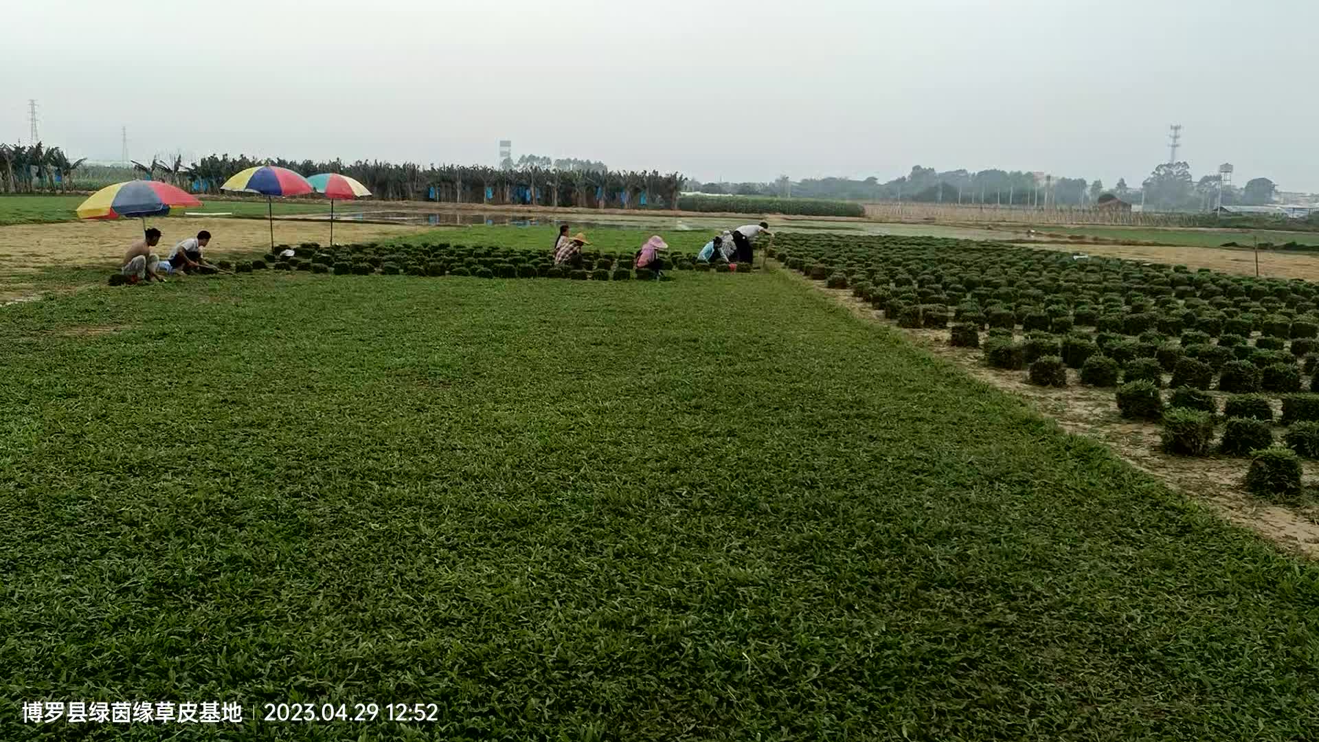 广东广州大叶油草坪草皮卷基地批发