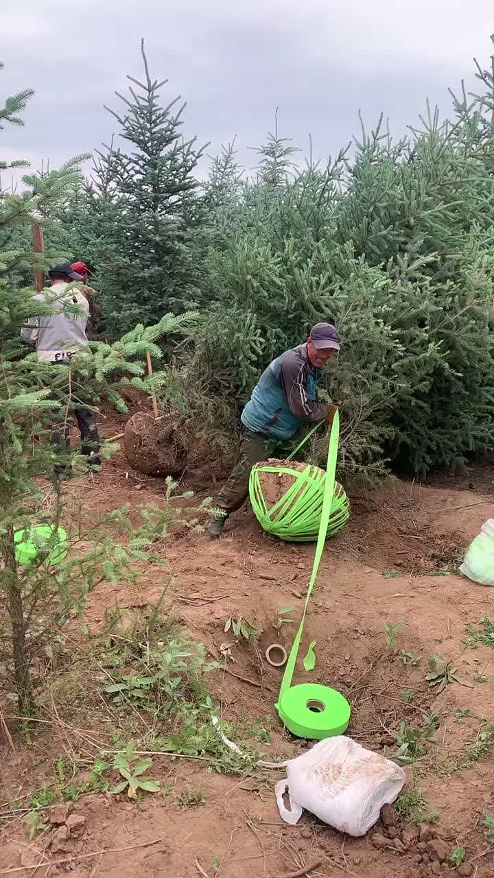 甘肃云杉｜川西云杉｜青海云杉批发