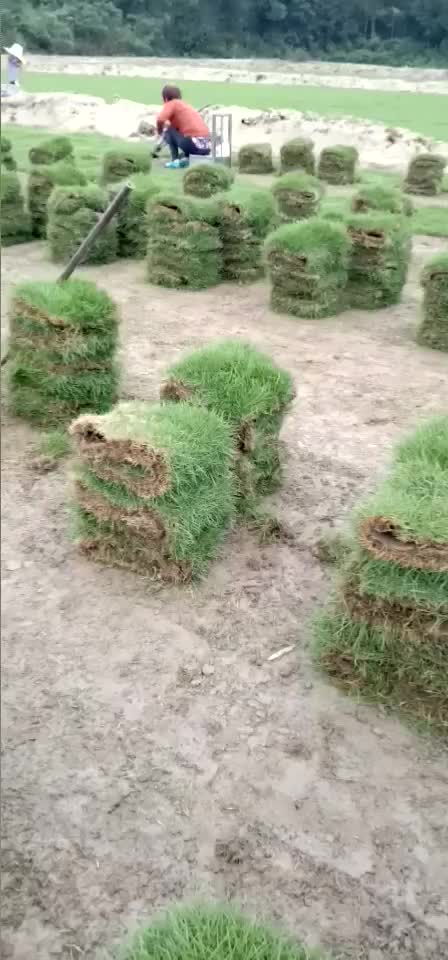 台湾草 台湾草草皮 台湾草草卷