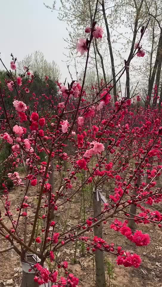 长期观赏用红梅 园林景观用红梅花树