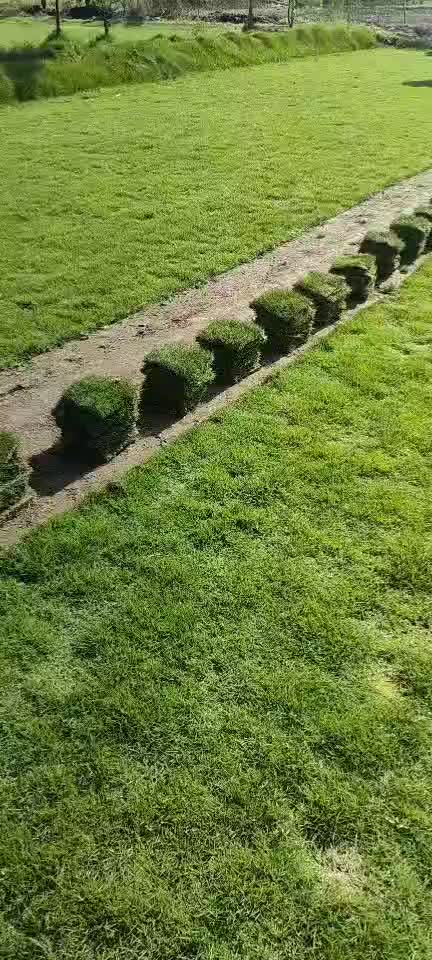 台湾草 台湾草草皮 台湾草草卷