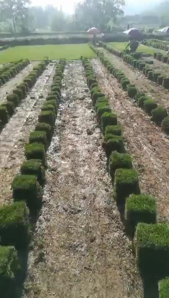 台湾草 台湾草草坪 台湾草草卷